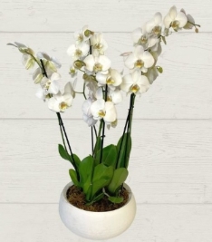 Large Orchid Planted Bowl