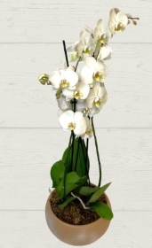 Medium Orchid Planter