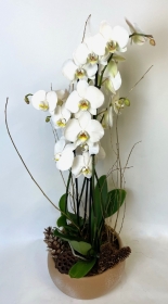 Christmas Orchid planter