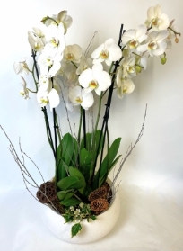 Large Christmas Orchid planter