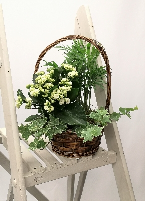 Indoor Planted Basket