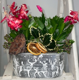 Christmas Plants