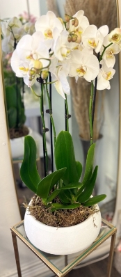 Orchid Planter