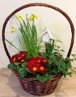 Large Seasonal Planted Basket