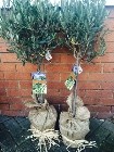 Olive Trees