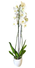 Phalaenopsis Orchid Plant