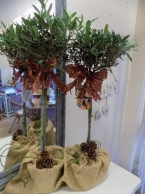 Olive Trees