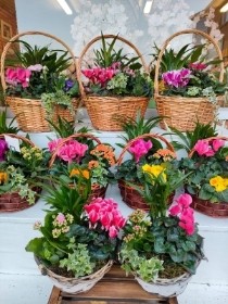 Florist Choice Indoor Planted Basket