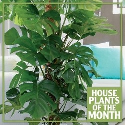 Plant of the month