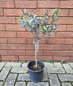 Mini Olive tree