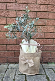 Mini Olive tree
