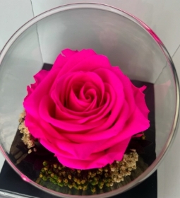 Barbie pink Preserved Rose