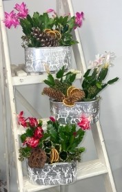 Christmas cactus planter