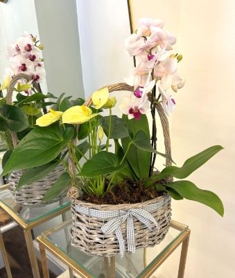 The Luxury Planted Basket