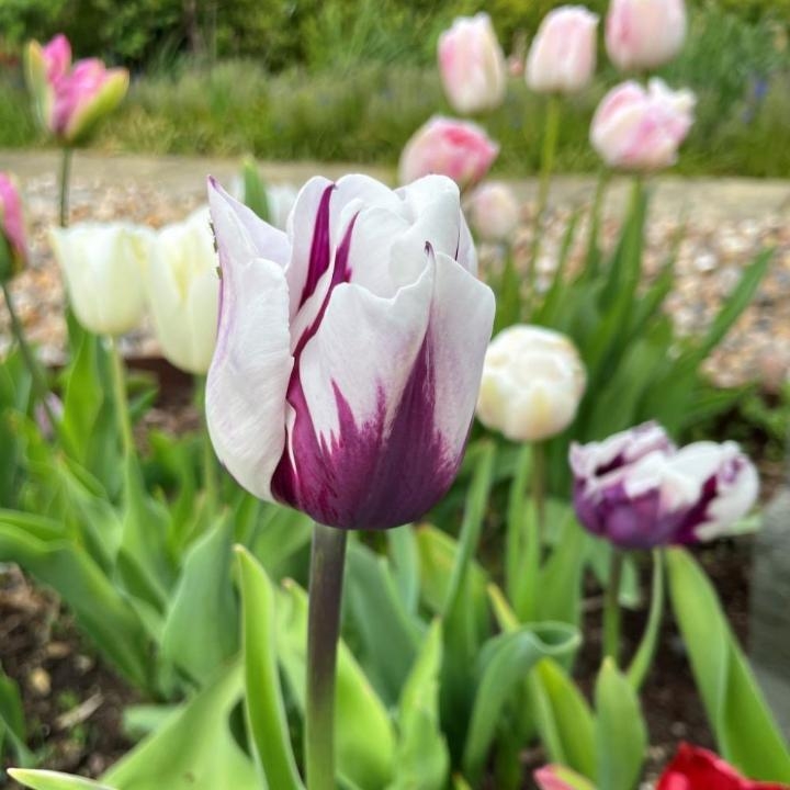 9 Best Flowers to Plant in July for a Vibrant Summer Garden