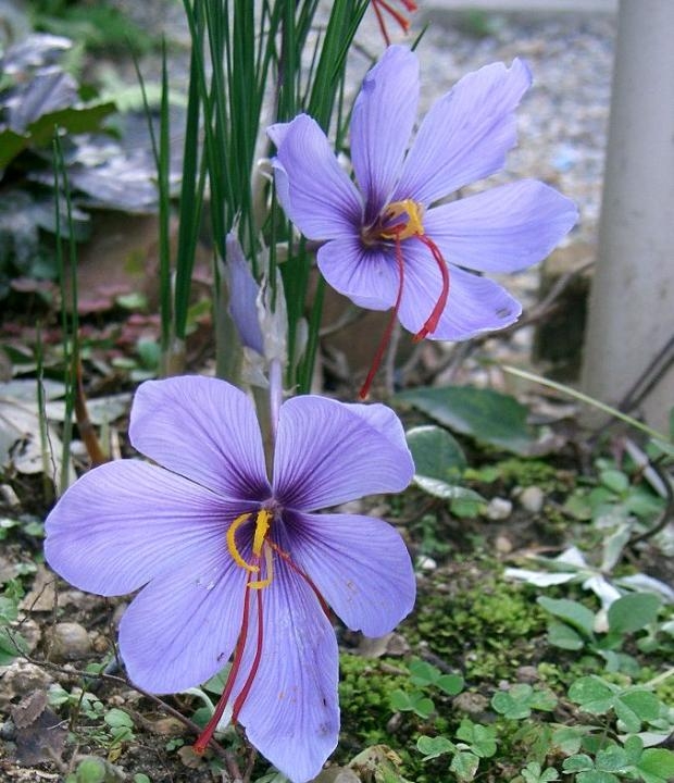 Blooming Trends: Discover the Hottest Flower Innovations of 2025
