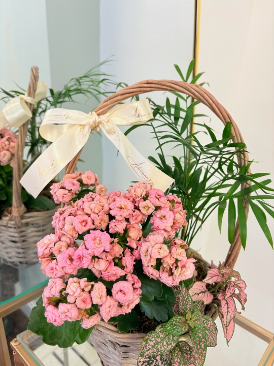 Indoor Planted Basket