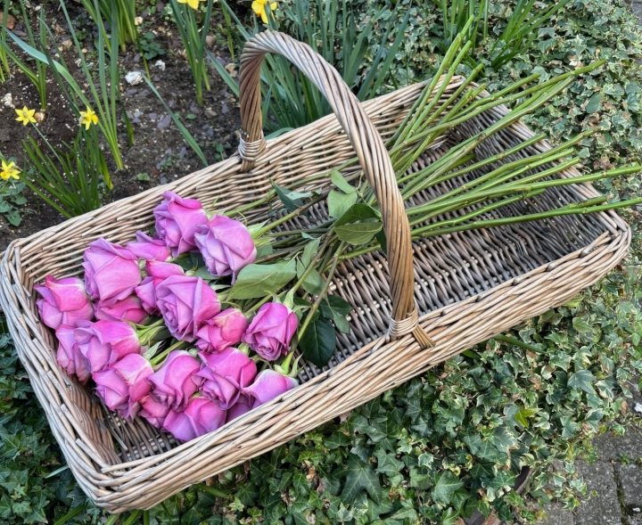 Basket of loose long stemmed roses